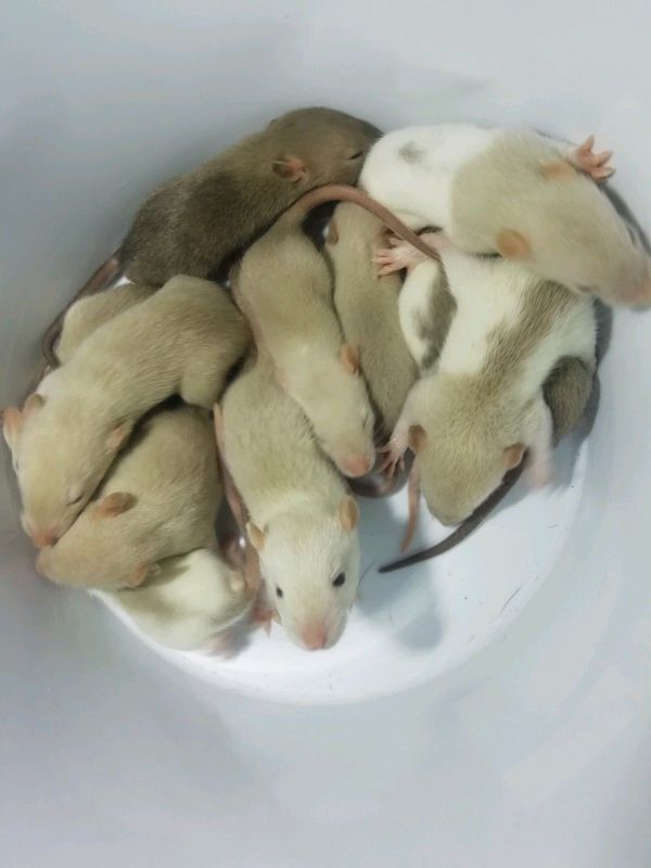 Young Rats available
