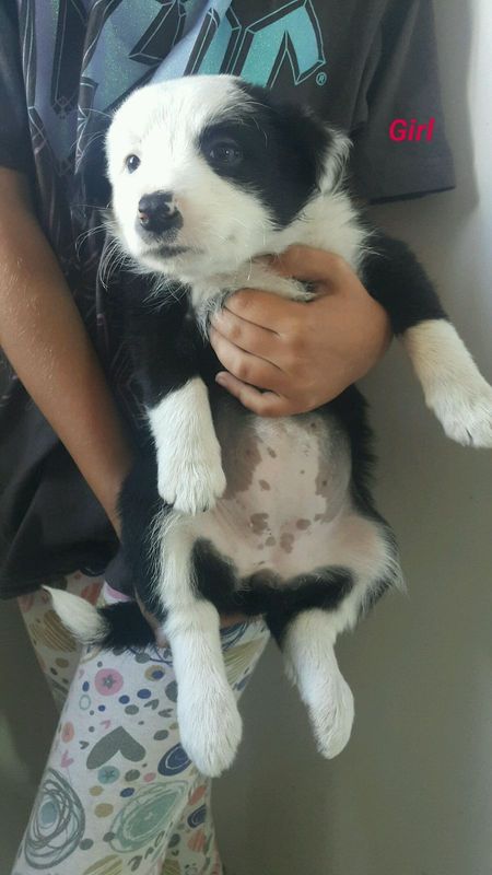 Border collie pups full breed for sale