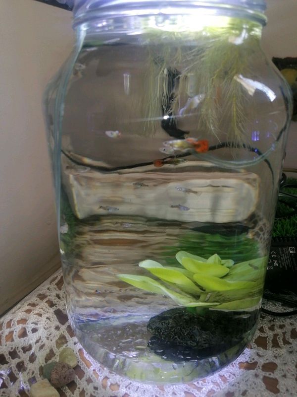 Bargain!!! 20 guppies for R50