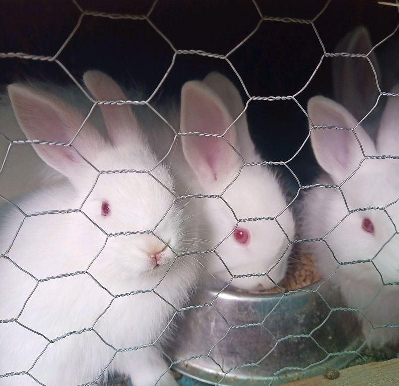 Young Mohair Rabbits