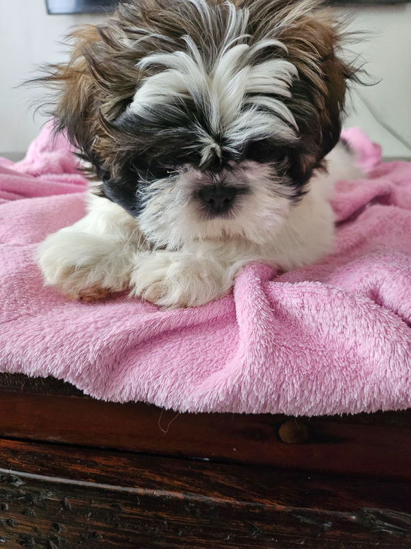 Little Shih Tzu puppies