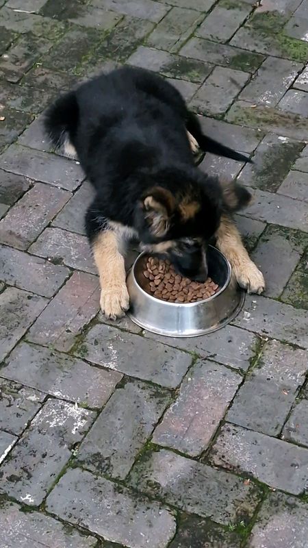 German Sheppards for sale