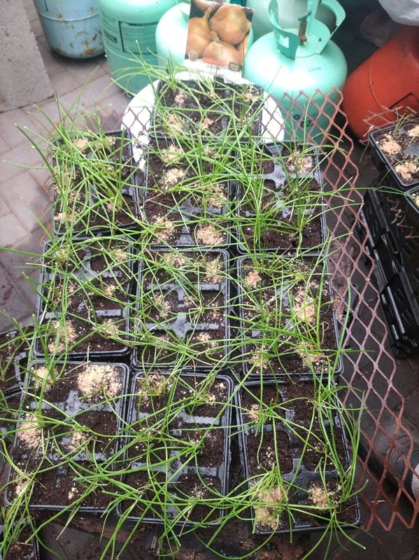 Early Texas Grano Onion seedlings