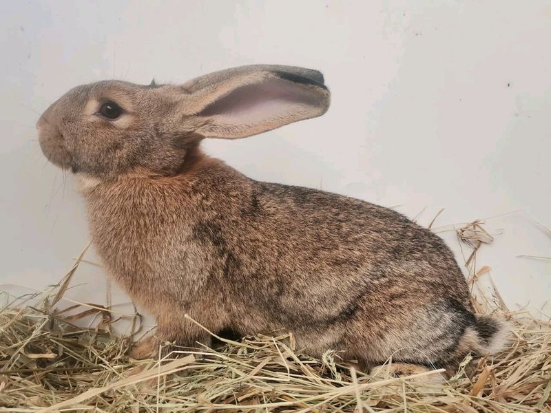 Flemish type rabbits