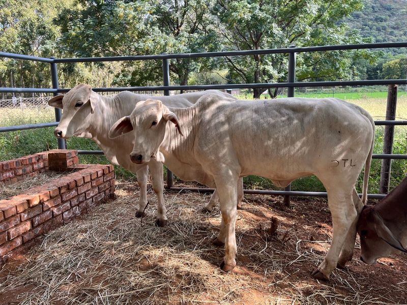 Brahman heifers for sale
