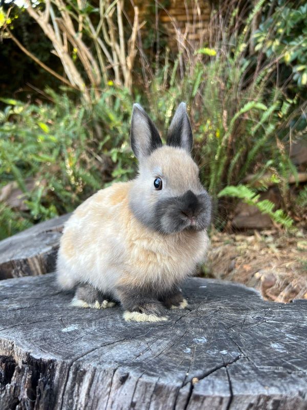 Netherland dwarf rabbit