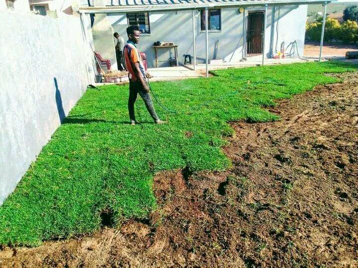 Kikuyu grass//Buffalo grass and Lm Berea instant roll on lawn grass weed free straight from the farm