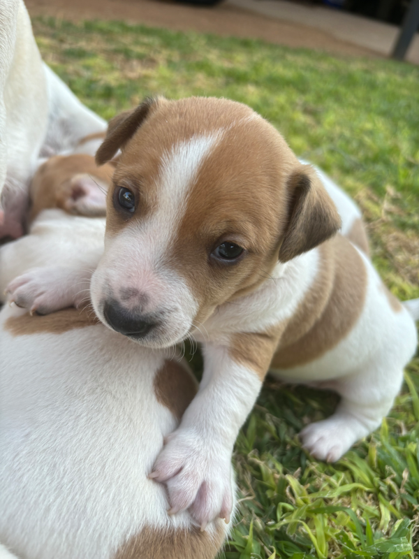 Jack Russell puppies