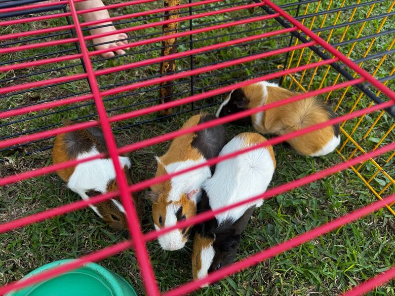 Guinea pigs for sale 3 females 1 male