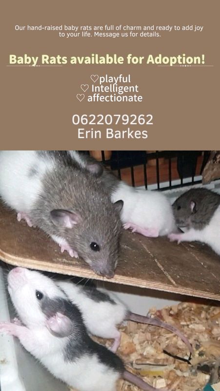 Baby Rats available