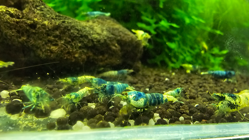 Mixed blue bolt shrimp