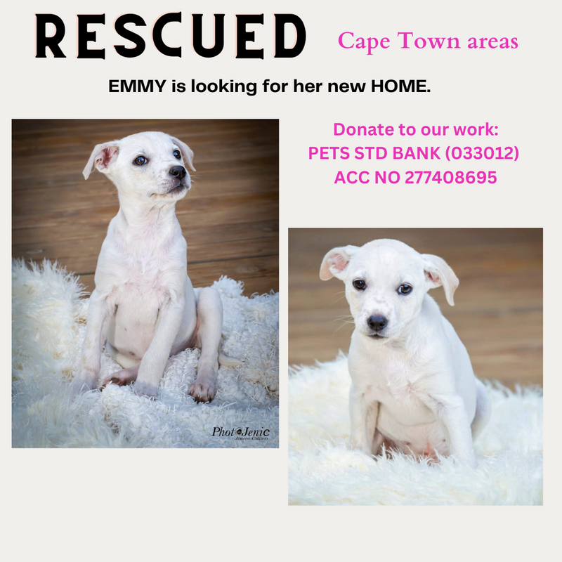 EMMY IS A RESUE PUPPY LOOKING FOE A HOME
