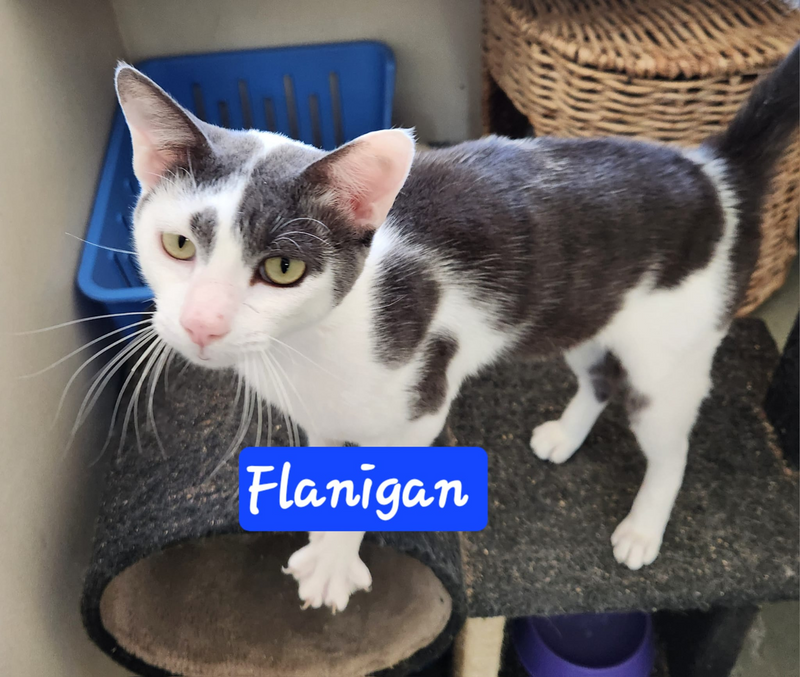 Flanigan: cat up for adoption