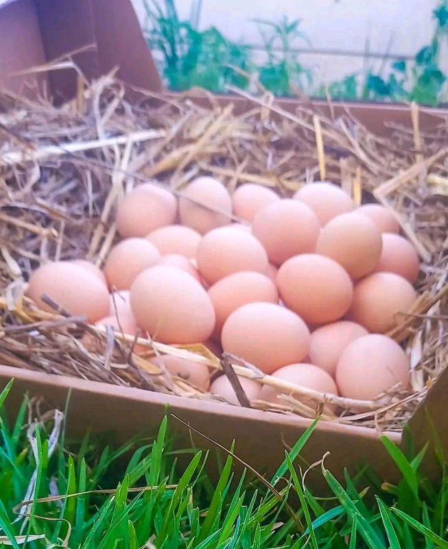 Black Australorps Fertile Eggs For Sale