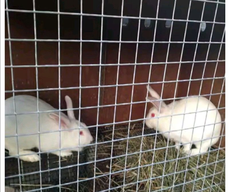 Pure High Quality Rabbit Breeds For Sale