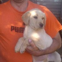 Fashion labrachon puppies for