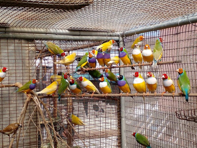 gouldian  finches