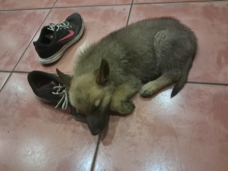 German Shepherd puppy