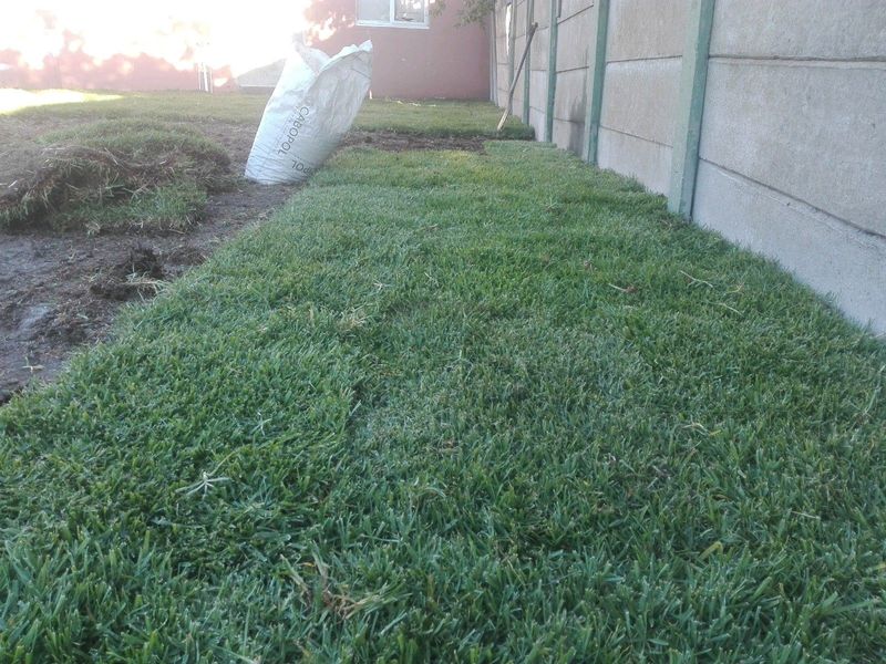 Buffalo grass//LM Berea (shade)//kikuyu grass instant roll on lawn grass weed free
