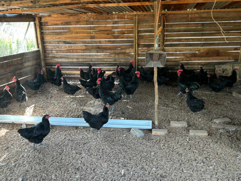 Black Australorp Chickens