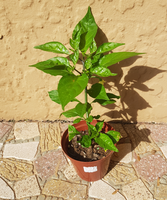 Carolina reaper plants