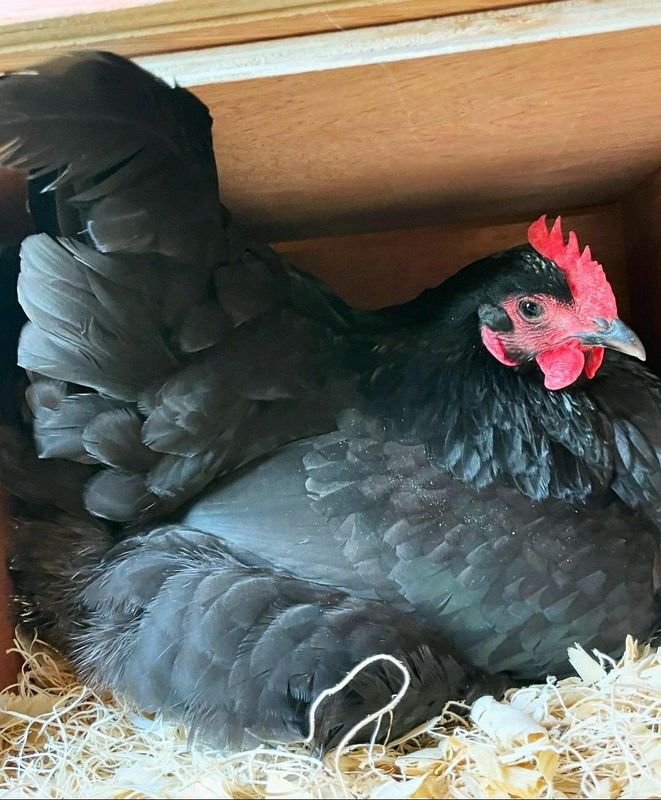 Black Australorp Hens For Sale