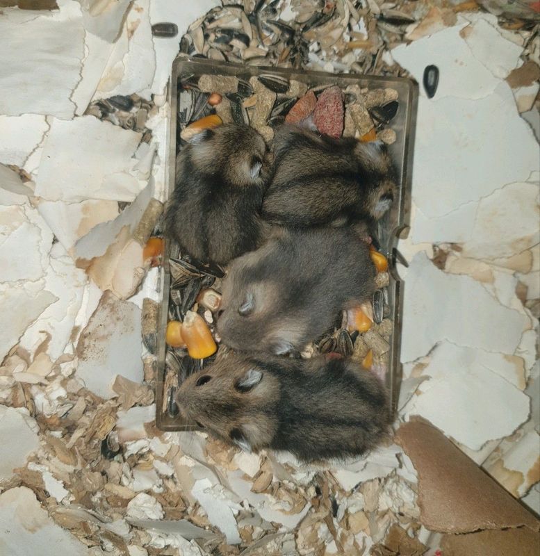 Russian dwarf hamsters