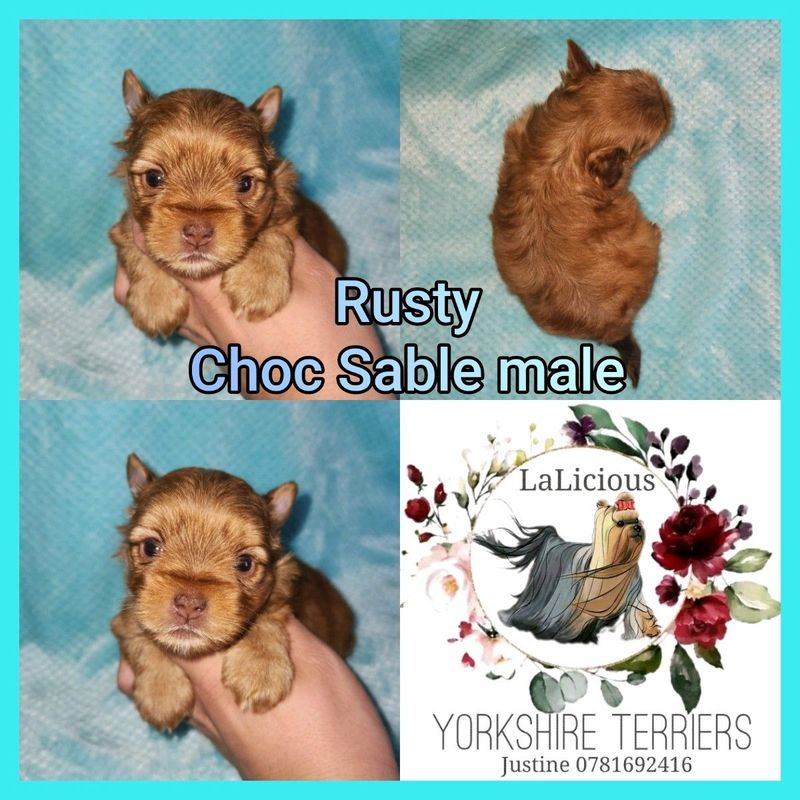 Registered Choc Sable Yorkie male