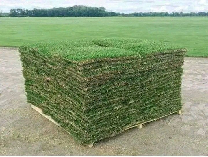 Super green grass