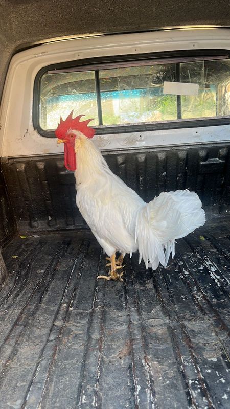Indigenous Roosters And Hens Available