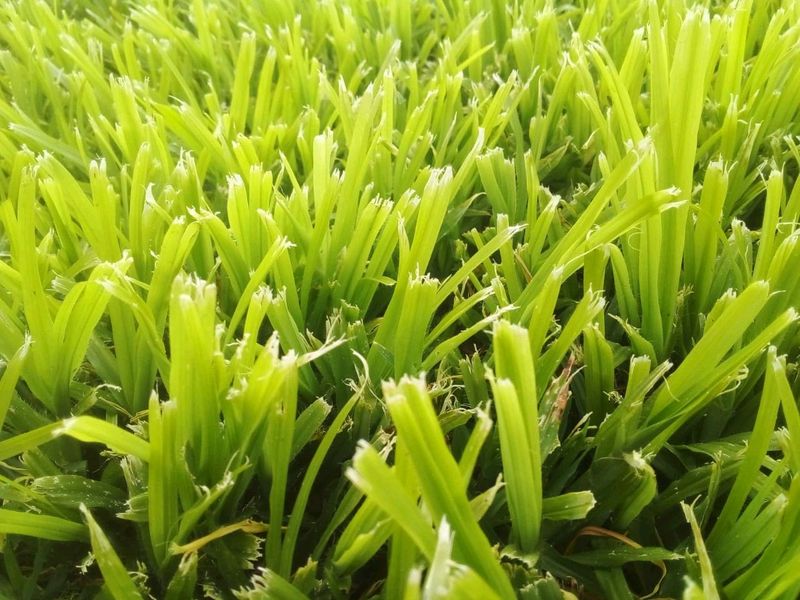 We supply LM Berea (shade)//Buffalo grass//kikuyu grass