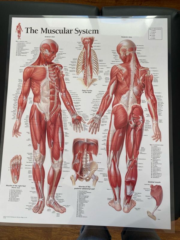 Anatomy posters