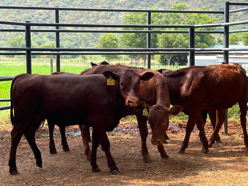 Bonsmara heifers for sale