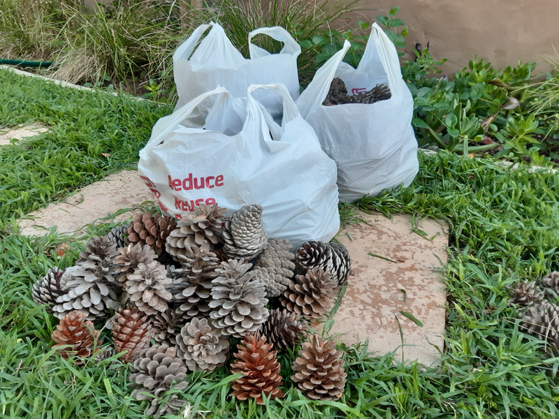 Pine cones - Bags of pine cones - Christmas, table, garden decorations or eco-friendly fire lighters