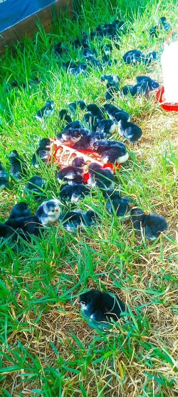 Black Australorps Chicks For Sale