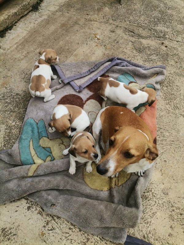 Jack Russell short leg puppies 6weeks old R1500