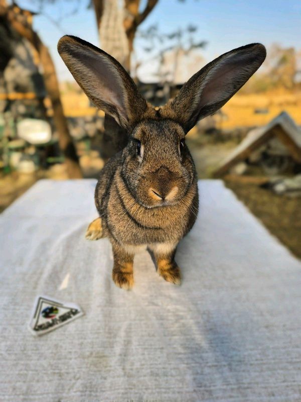 Flemish gaint rabbits