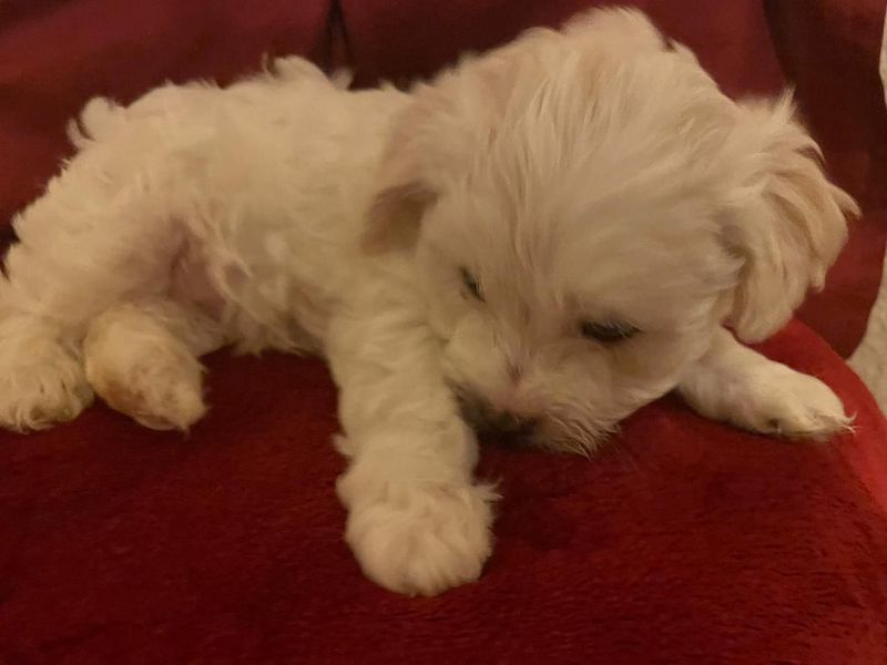 Adorable Maltese Puppies for Sale!