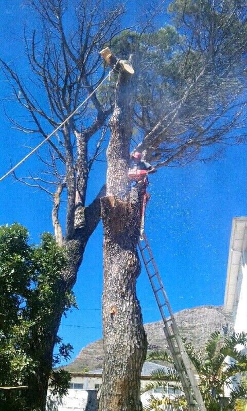 TOP CUT TREE FELLING AND STUMP REMOVALS