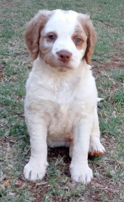 Brittany Spaniel Puppy