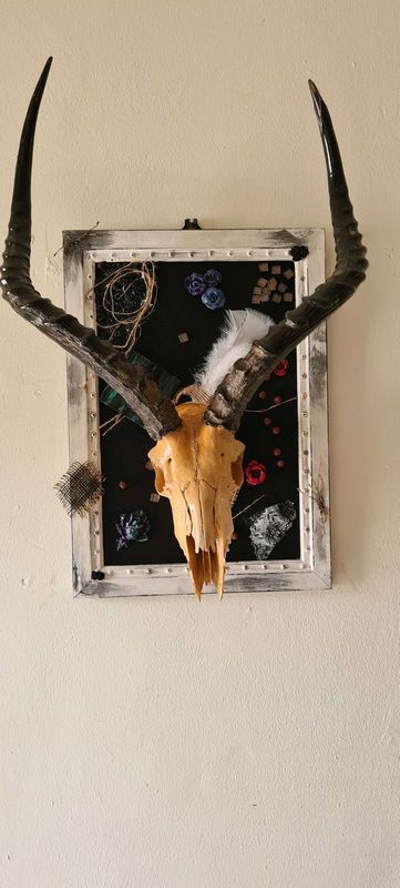 Oddities decor Impala skull