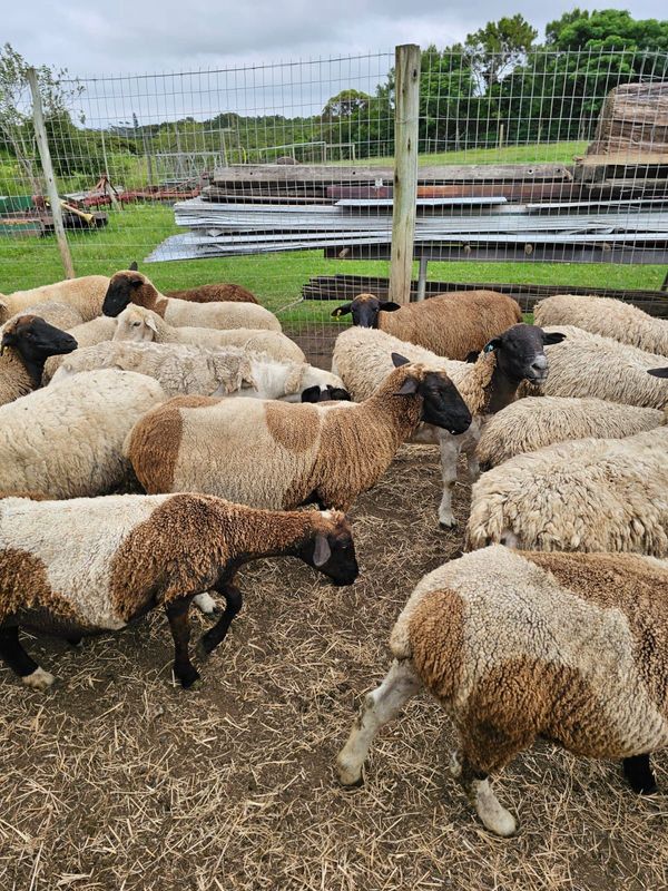 Sheep forsale