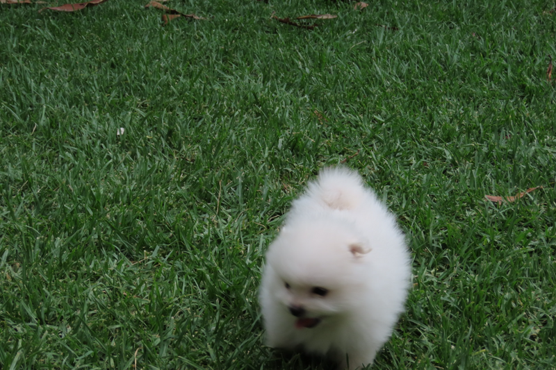 white pomeranian male puppy