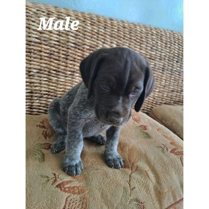 GERMAN SHORT HAIRED POINTER (GSP) PUPPIES AVAILABLE