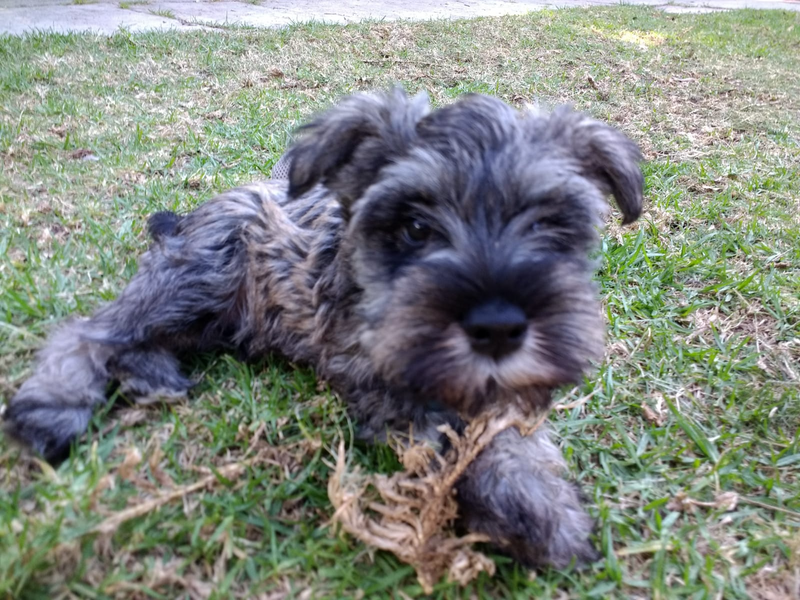 Mini Schnauzer Puppy