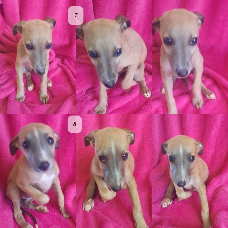 Whippet puppies/windhondtjies