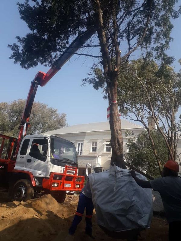 KLM TREE FELLING