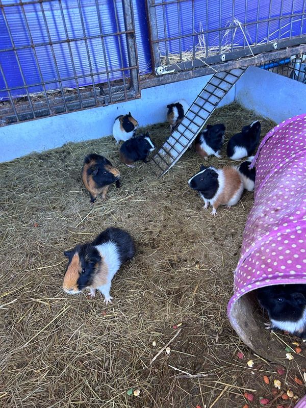 Guinea pigs needing homes
