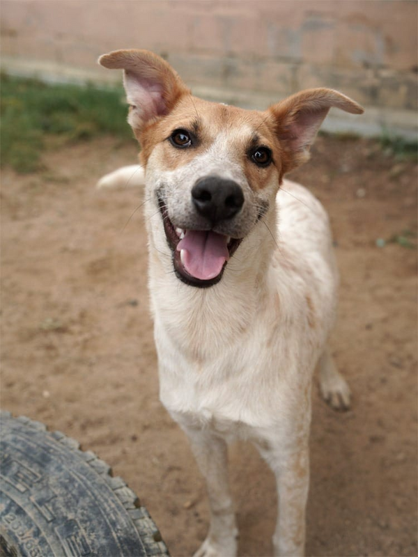 Billy: great  with other dogs, is very trainable around cats, very sweet natured, fun, friendly
