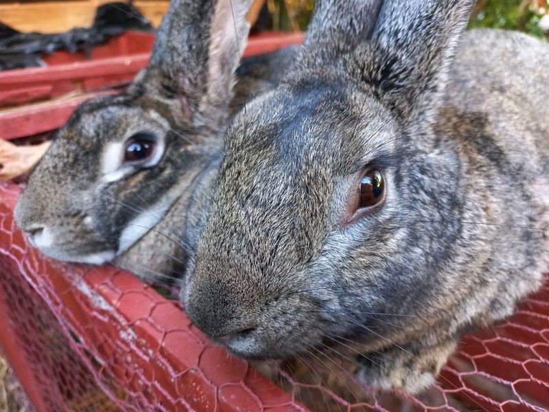 Nz phendula rabbit breeding pair